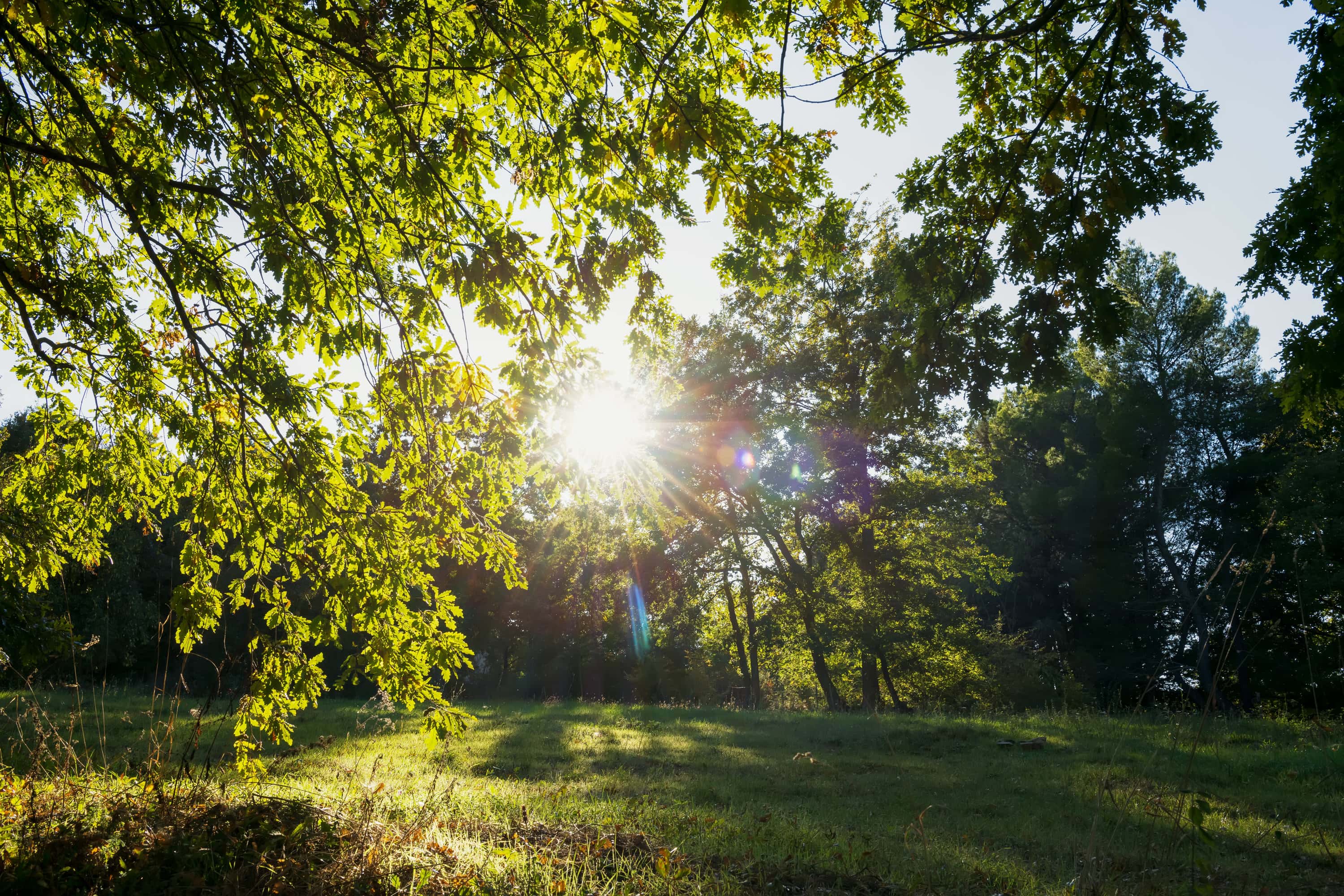 Sunlight shines through the trees in a grassy park.